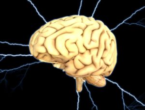Brain 300x227