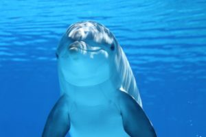 Dolphins 300x200