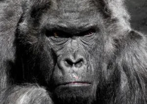 Adult Gorilla 300x213
