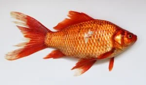 Goldfish 300x176