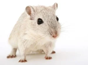 Squeak 300x222