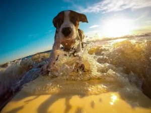 Surf 300x225