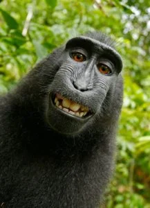 Monkey 217x300