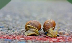 Snail 300x178