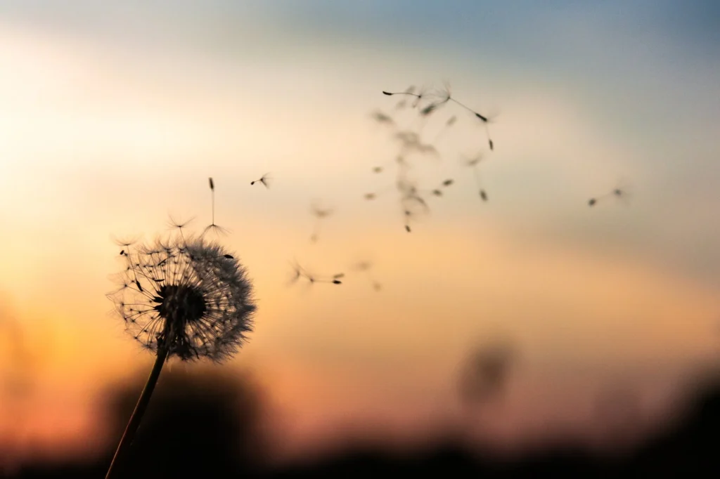 Dawid Zawila Zb2vBaHYB2I Unsplash 1024x682